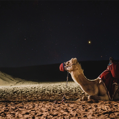 Camel market