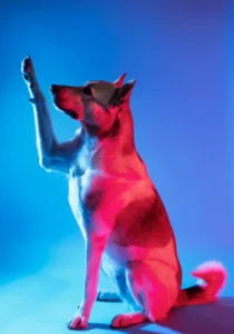 dog photos with your mobile phone