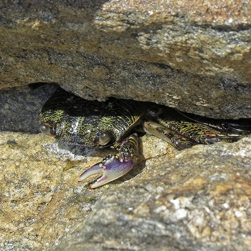 Crab, Rocks, Albany