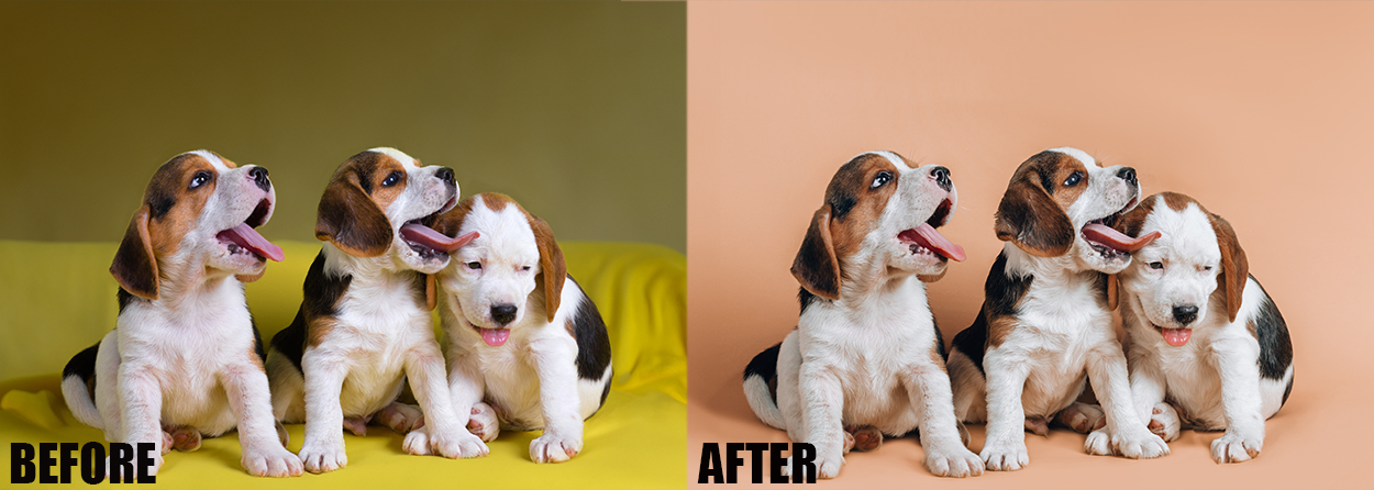 pet and animals photo editing
