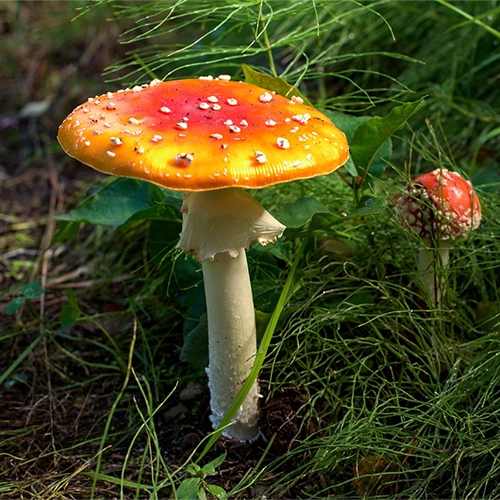 Mushroom, Alaska, Anchorage