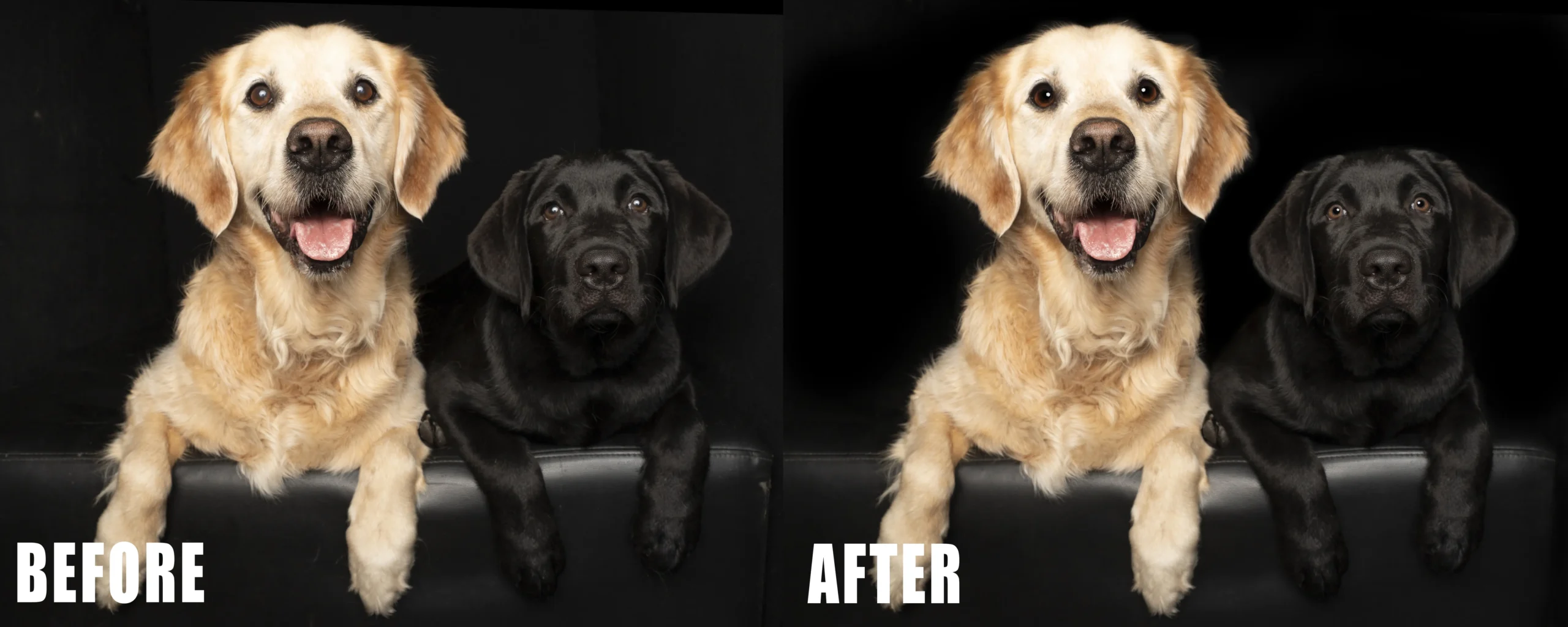 Pet and animal Photo Editing Feature image pet and animals photo editing samples