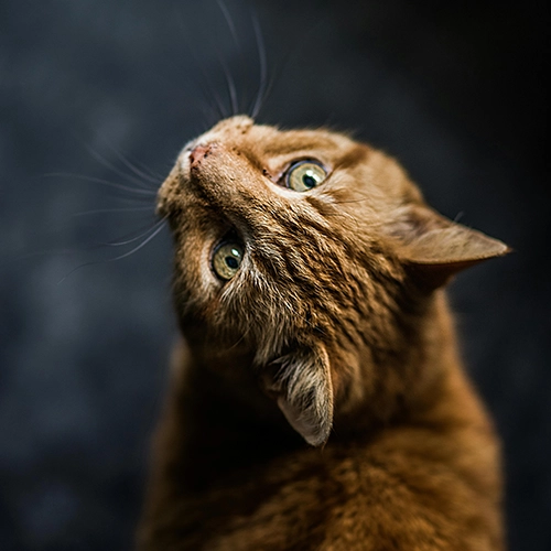 pet and animals photo editing