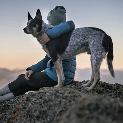 pet and animals photo editing