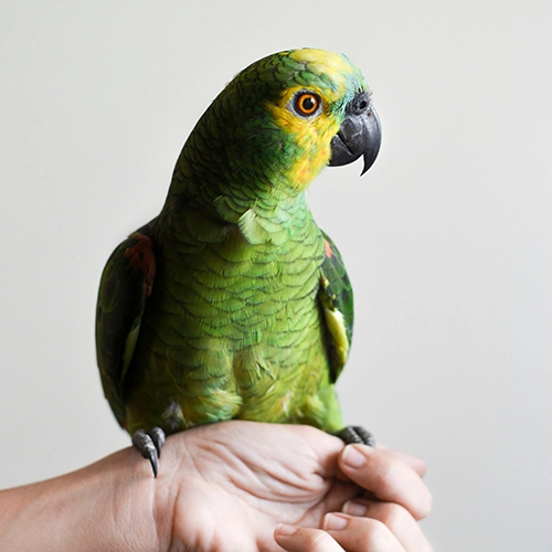 Pet and animals Photo Editing3 pet and animals photo editing