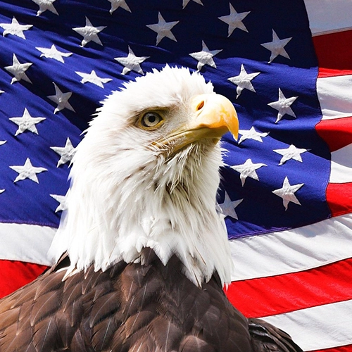 America's Symbol, the Bald Eagle