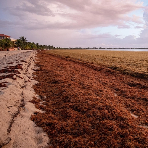 Belize, Nature, Sargassum