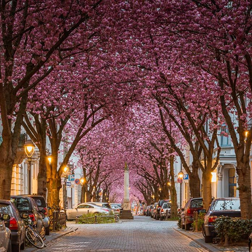 Cherry Blossom Avenue, Bonn, Germany