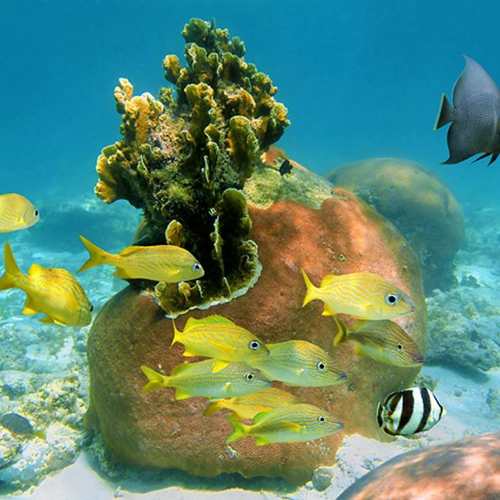 Diving and Fishing on Andros Island