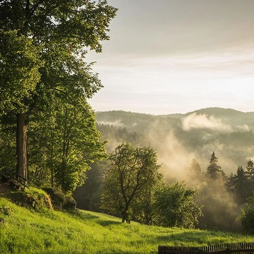 Forest, Fog, Austria