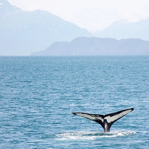 Glacier Bay's Great Whales