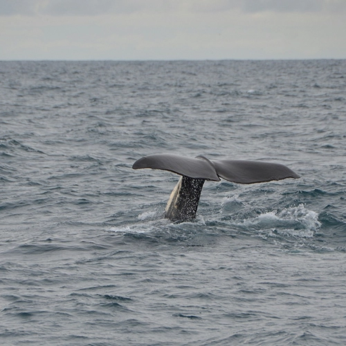 Norway, Nature, Whale