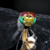 Top 5 Best Cameras for Macro Photography Top 5 Best Cameras for Macro Photography