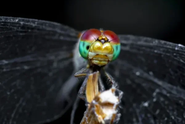 Top 5 Best Cameras for Macro Photography Top 5 Best Cameras for Macro Photography