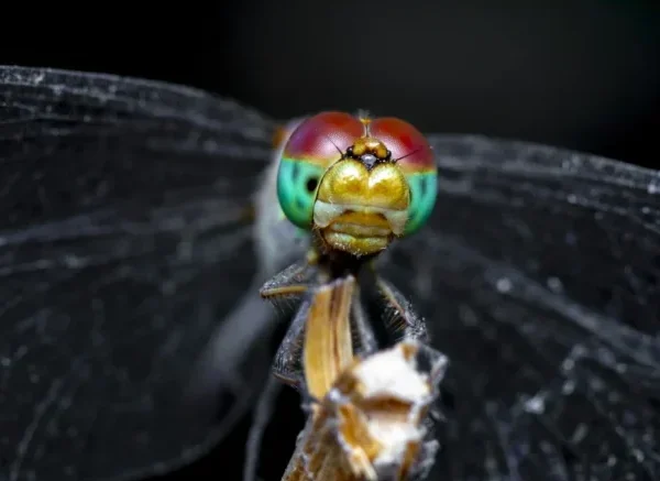 Top 5 Best Cameras for Macro Photography