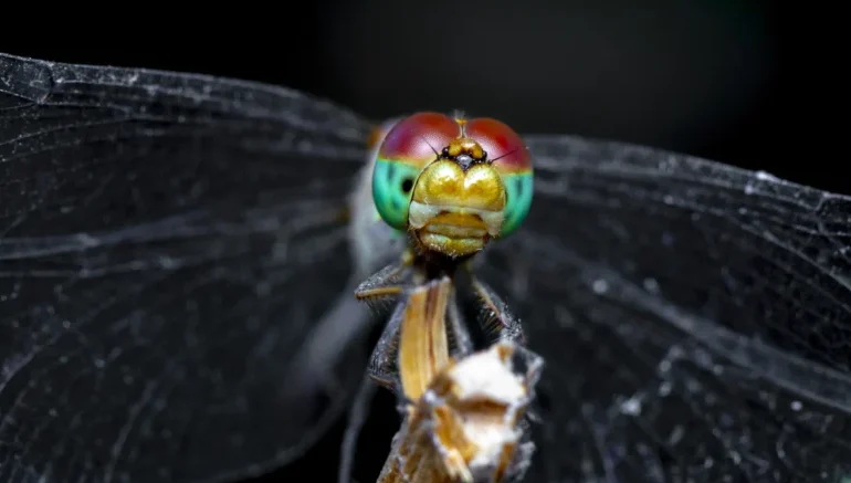 Top 5 Best Cameras for Macro Photography Top 5 Best Cameras for Macro Photography
