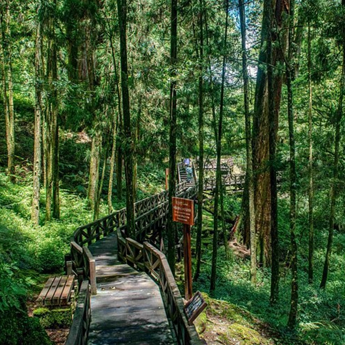 Alishan National Forest Recreation Area