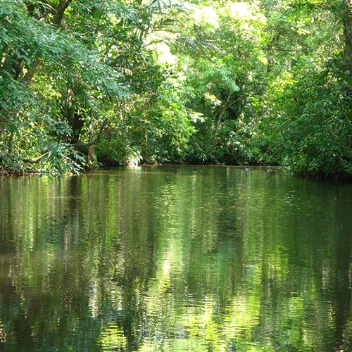Costa rica, Tortuguero, Nature