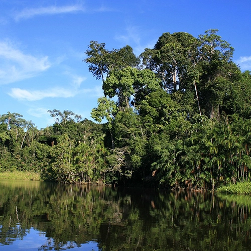 Ecuador, Jungle, Nature