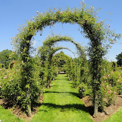 Hartford, Flower background, Connecticut