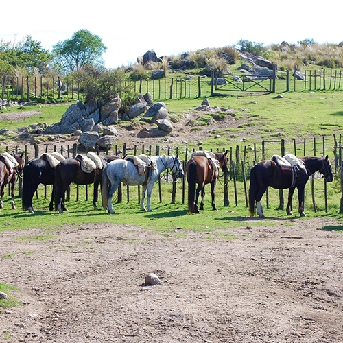 Horses, Cordoba, Argentina