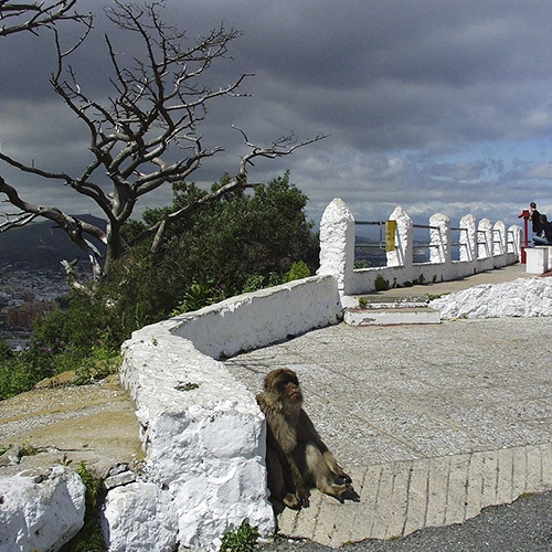 Monkeys, Gibraltar, Animals