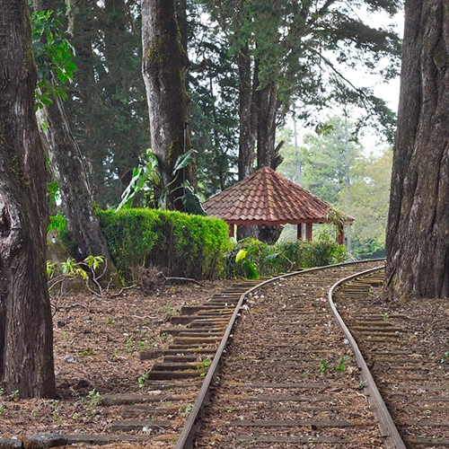 Rail, Peace, Costa rica