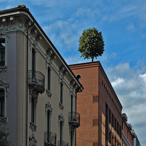 Lugano, Tree, City