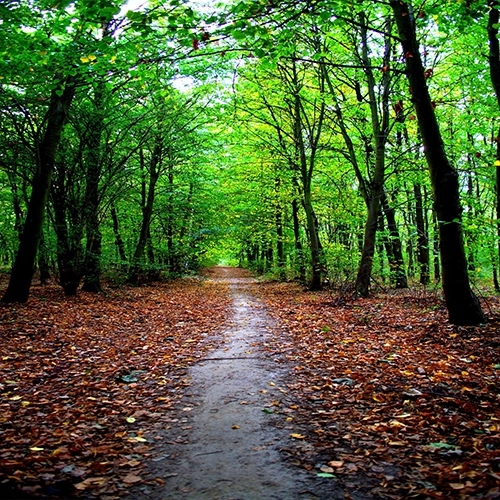 Autumn landscape, Nature, Poznan