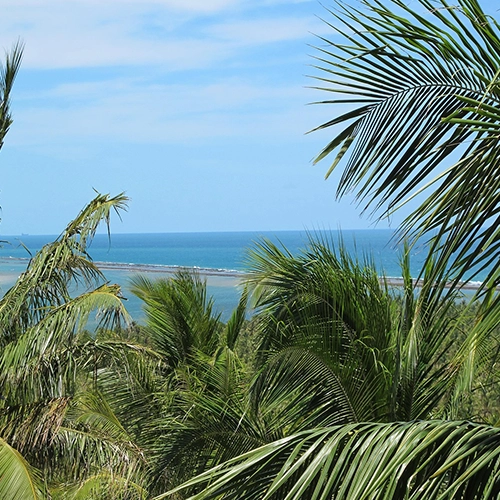 Brazil, Palms, Salvador