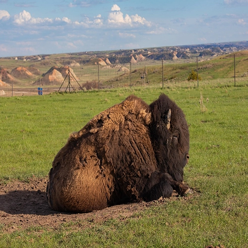 Buffalo, Bison, North dakota