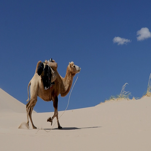 Camel, Desert, Sand