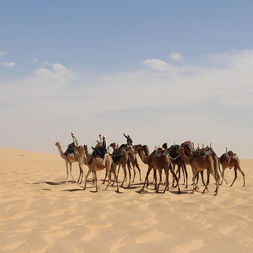 Caravan, Desert, Sahara