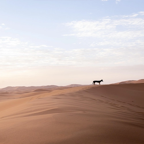 Desert, Dog, Morocco