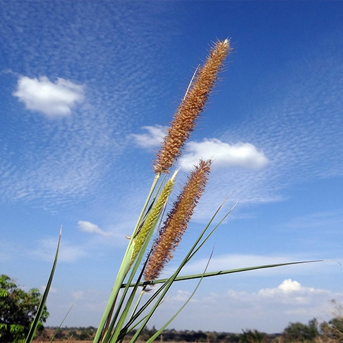 Flower, Grass, Napier