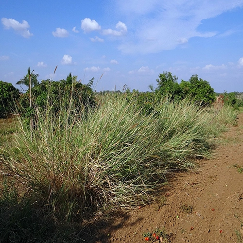 Grass, Napier, Biomass
