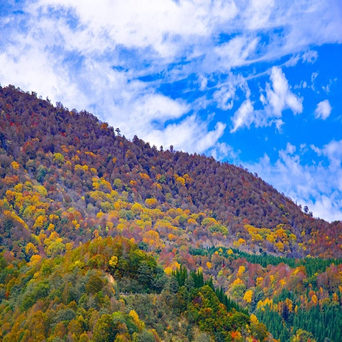 Japan, Autumnal leaves