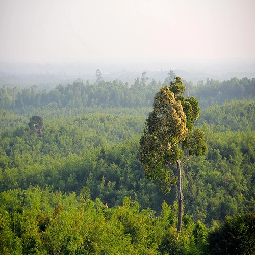 Jungle, Myanmar, Forest