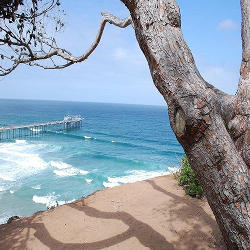 La jolla, Nature, San diego