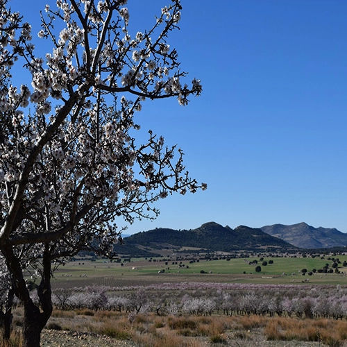 Landscape, Murcia, Cañada de la cruz