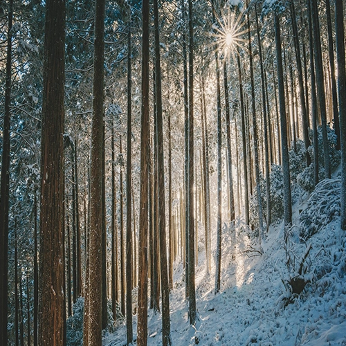 Landscape, Winter, Forest