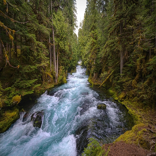 Mckenzie river, Central oregon, Forest