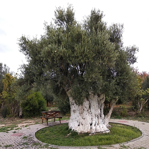 Olive, Olives, Tree
