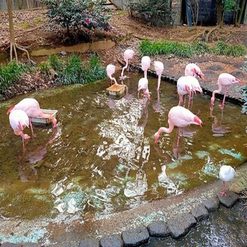 Omiya Park Zoo