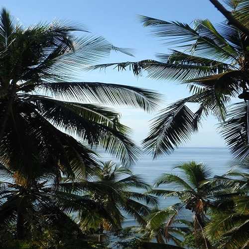 Palm trees, Ocean, Mayotte