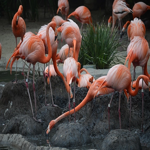 San diego zoo, Flamingoes, Pink