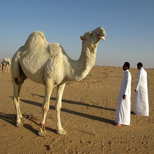 Saudi arabia, Desert, Nature