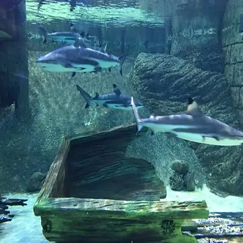 Sharjah Aquarium