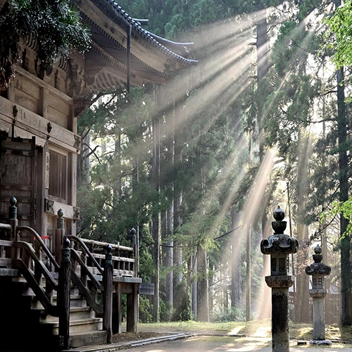 Sun rays, Forest, Nature