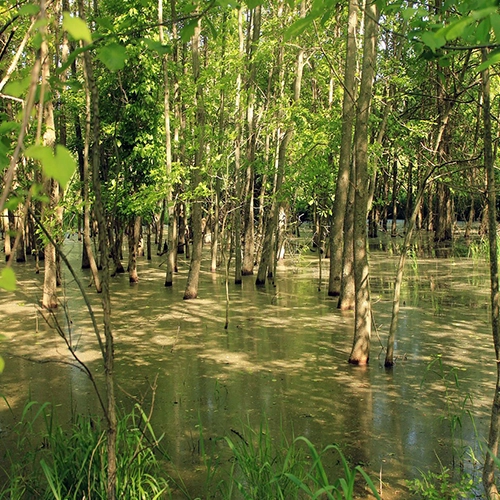 Swamp, Usa, Missouri
